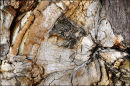 "Eucalyptus Trunk"